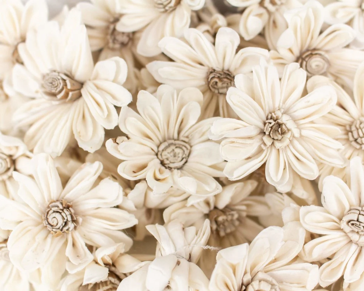 1.5" Daisy May - 50 Pack - Image 2