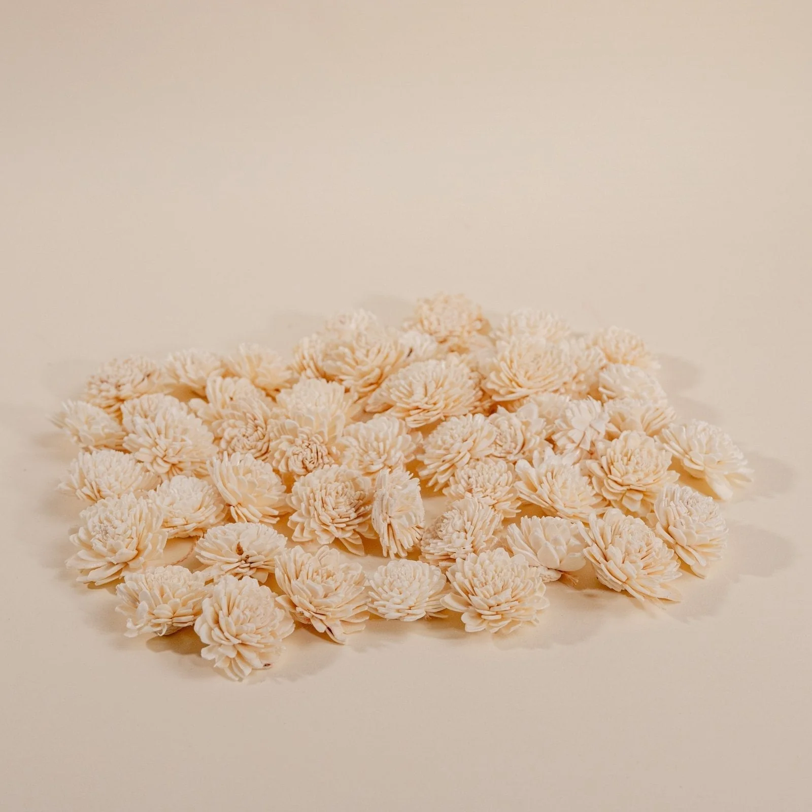 1.5" Wild Zinnia - 50 Pack