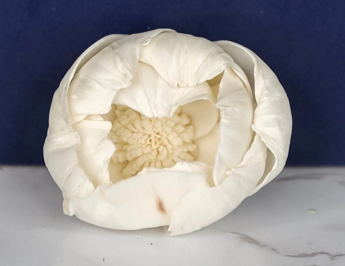 2" Athena (10 Pack) - Image 2