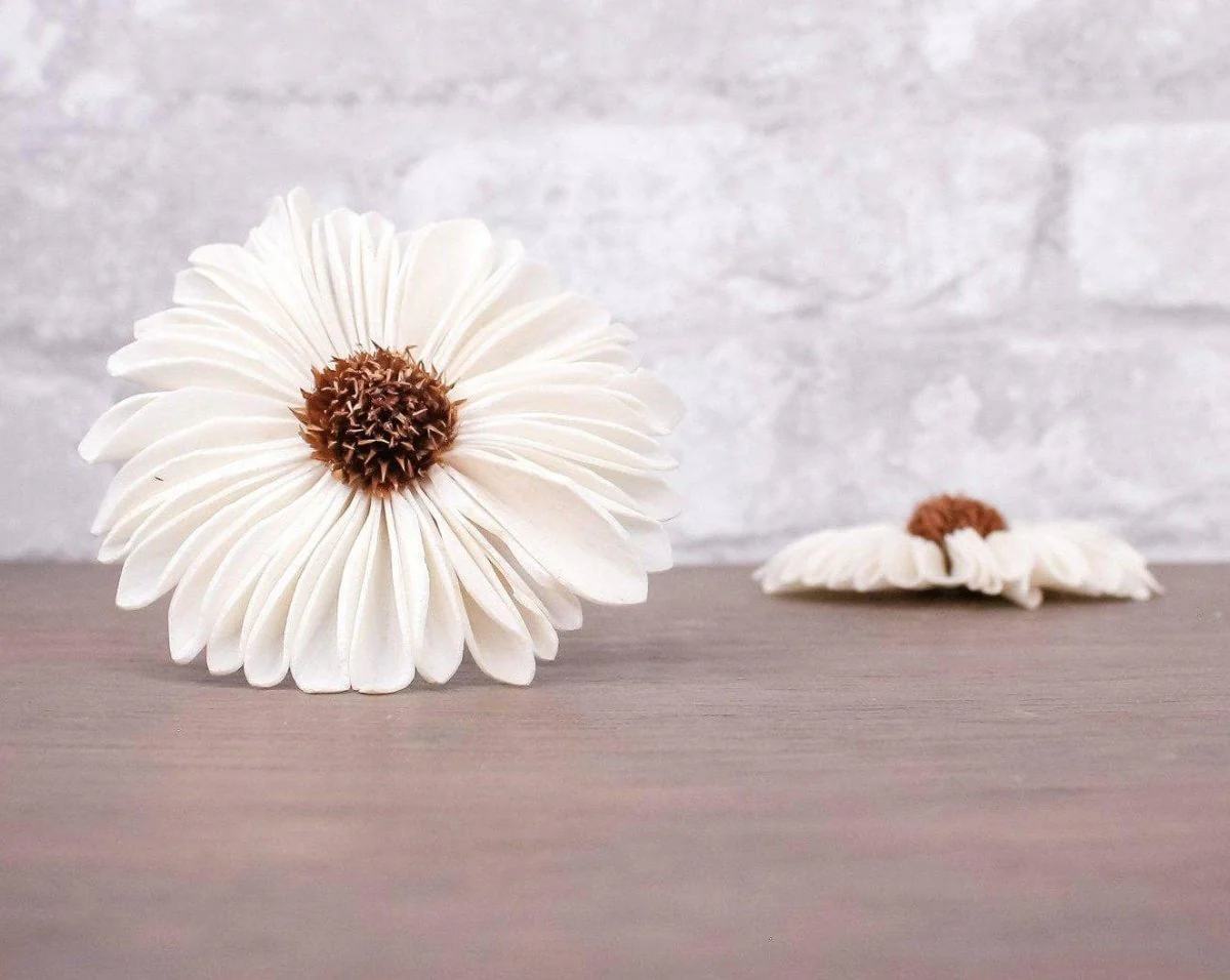 2" Gerbera Daisy (10 Pack)
