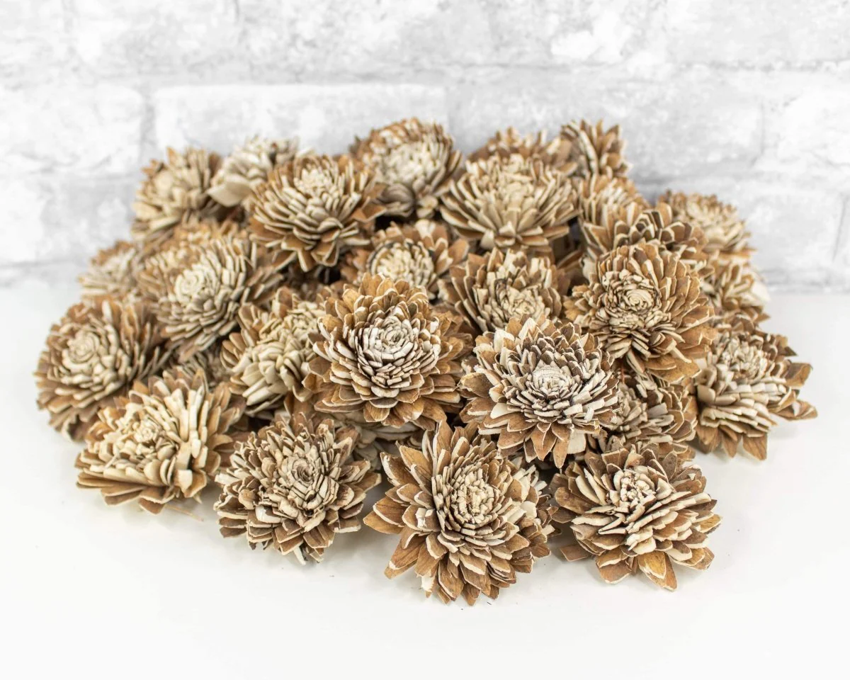 2" Bark Zinnia - 50 Pack
