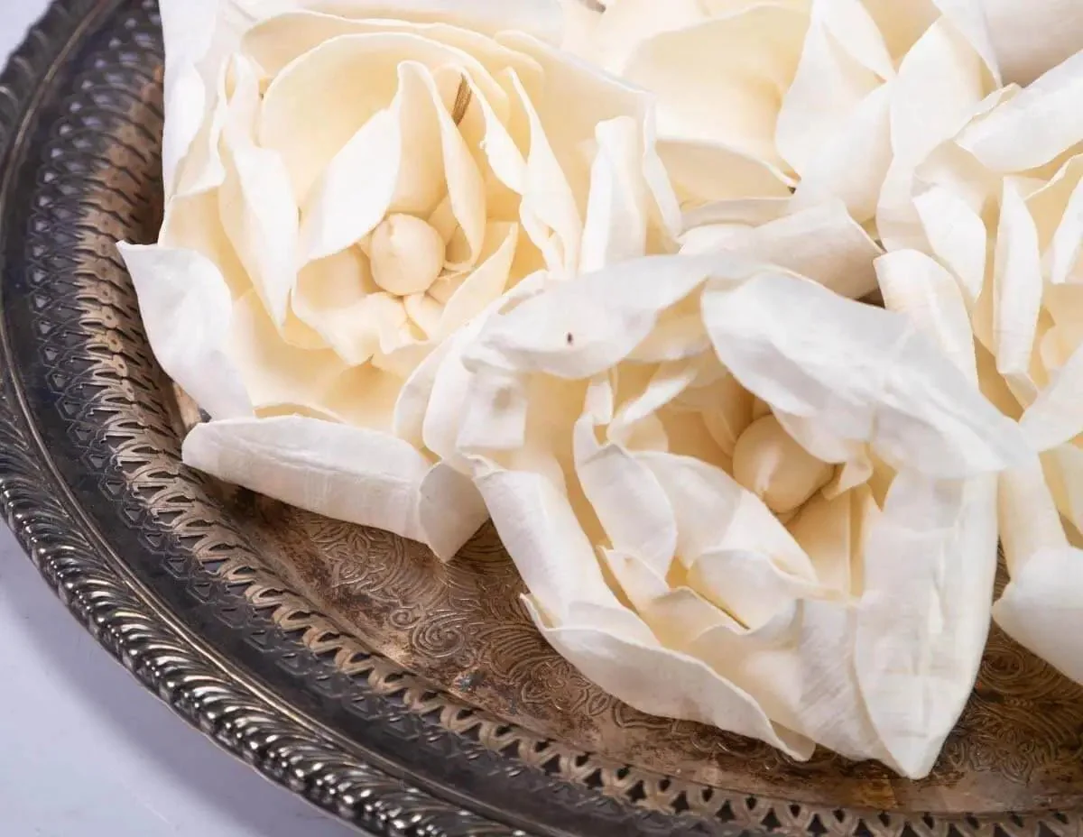 4" Crown Jewel Gardenia (10 Pack)