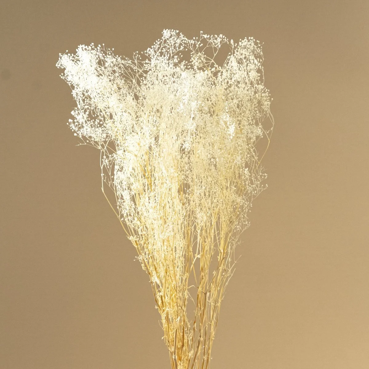 Baby's Breath (White) - Sample