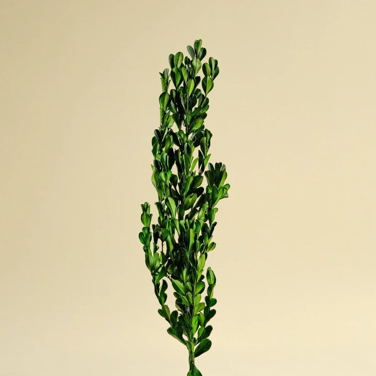 Boxwood Greenery - Sample