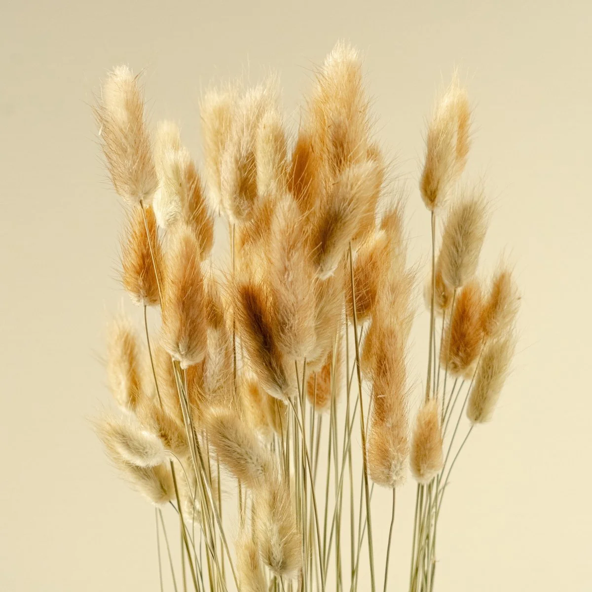 Bunny Tails - Brown