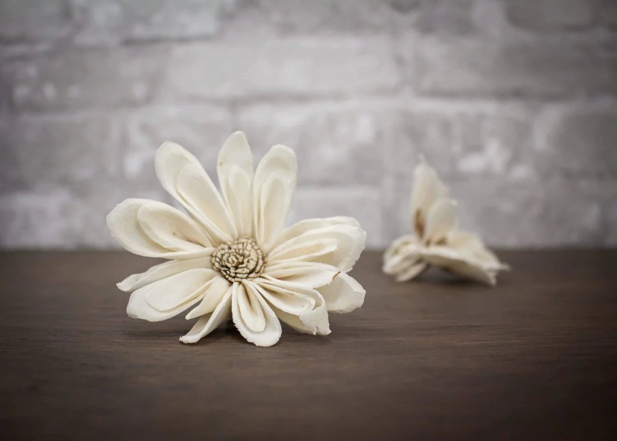 2" Daisy May (10 Pack)