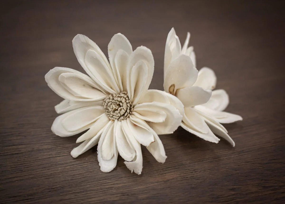 2" Daisy May (10 Pack) - Image 3