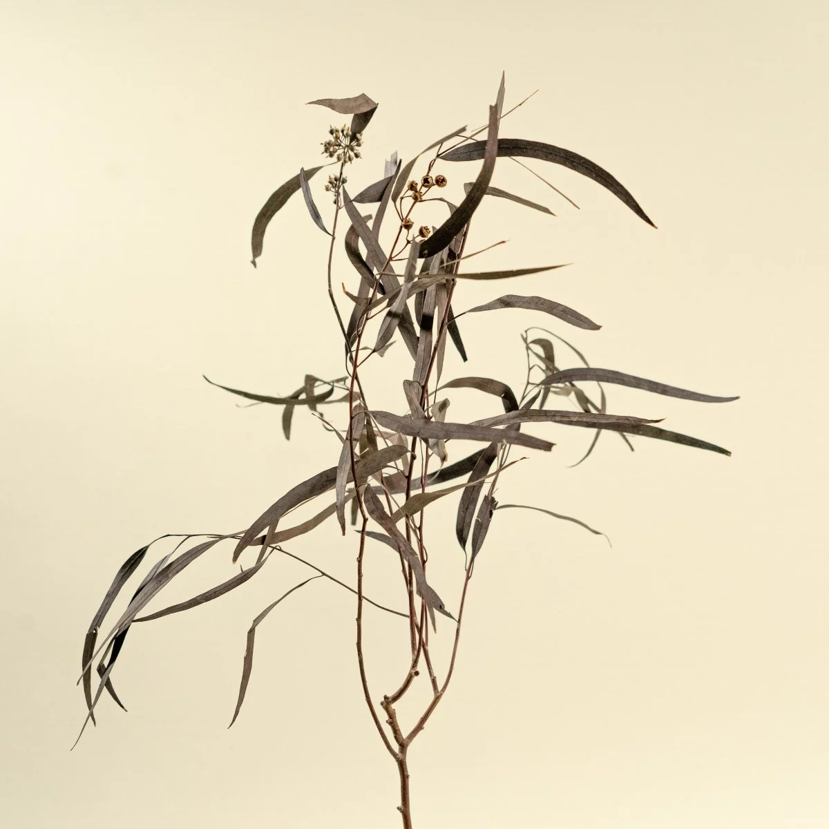 Seeded Willow Eucalyptus - Plum/Purple