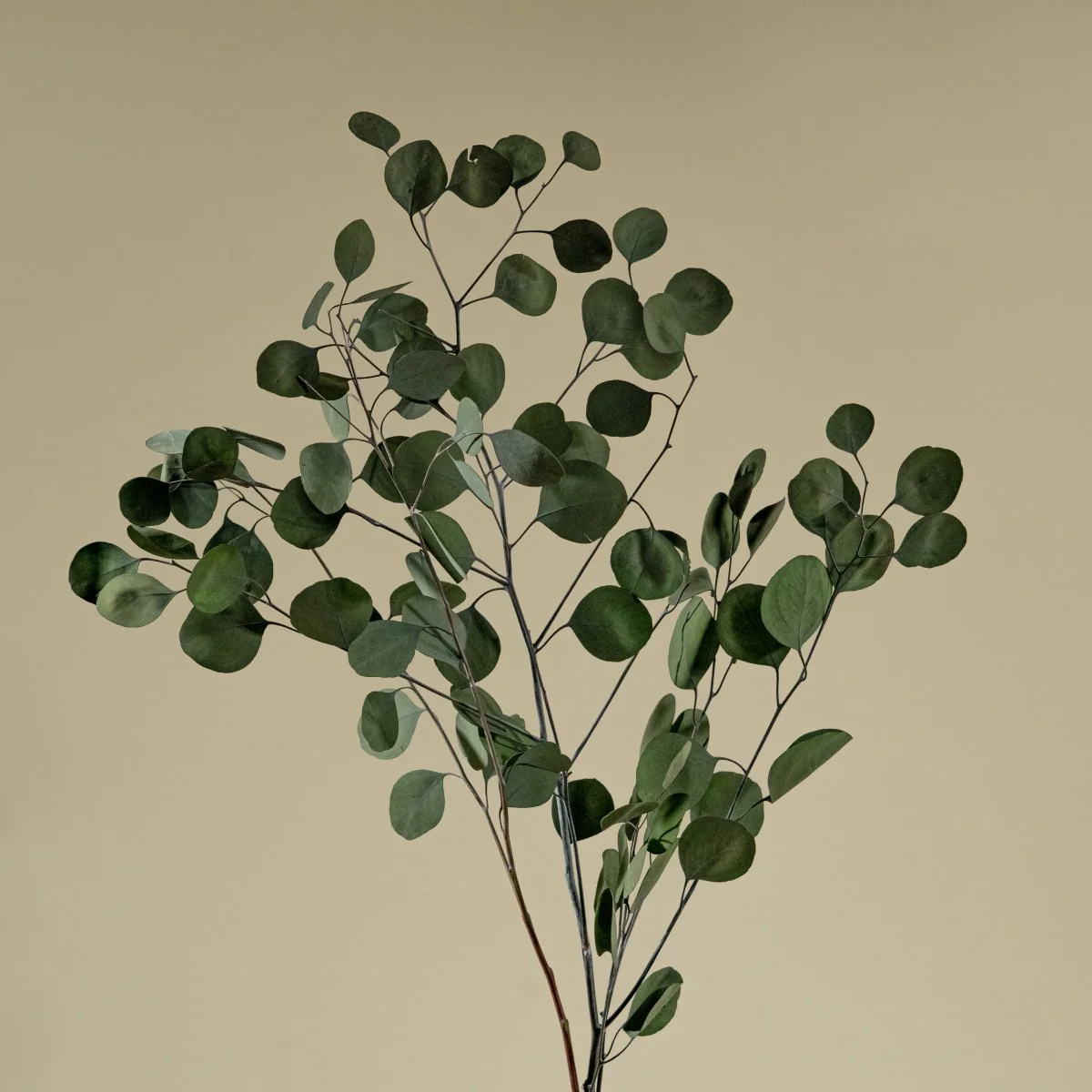 Wholesale Starter Bundle - Image 10